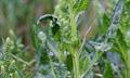 Sugar beet,Table beet,Garden beet,Golden beet